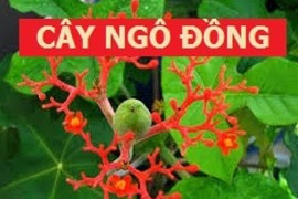 Video: 8 loại cây độc như lá ngón, không được trồng trong nhà