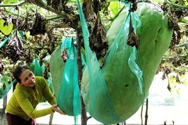 Video: Bí đao khổng lồ có thể “đè chết người” tại đất võ Bình Định