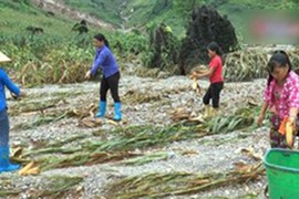 Video: Xót cảnh em bé Hà Giang đi mót từng bắp ngô sau lũ