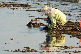 Ra biển săn "hàu son" be bé con con mà có vài trăm ngàn mỗi ngày