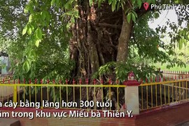 Video: 3 “cụ” bằng lăng hơn 300 tuổi thẳng hàng ở An Giang