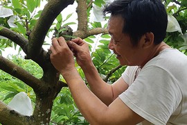 "Phù thủy" làm phép cho na Lạng Sơn ra 2 vụ 1 năm