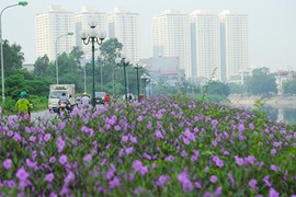 Bất ngờ con đường hoa tím đẹp lãng mạn ven sông Tô Lịch