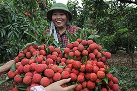 Nông dân ôm vài nghìn tỷ chia nhau, cả làng thành tỷ phú