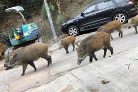 Sống chung với lợn rừng ở Hong Kong