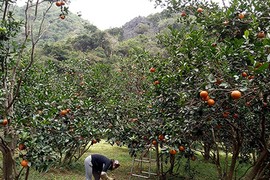 “Bảo bối” trăm năm cất giấu cực kĩ trên núi của dân đảo Bản Sen