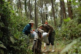 Đi cạo nhựa thông, càng lên núi cao càng sợ sét đánh