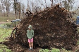 Cây bật gốc bất ngờ 'ngồi' dậy, chôn vùi người sống