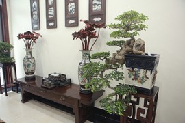 Bộ sưu tập bonsai tiền tỷ và "đồ chơi VIP" của đại gia Việt