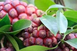 Na rừng vừa tốt vừa hiếm, giá tới 600.000/kg