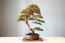 Lý giải nguyên nhân cây cảnh bonsai lại có giá trên trời