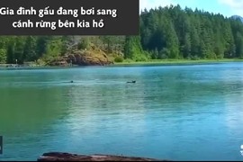 Video: Gấu con đuối nước, hoảng loạn gọi mẹ