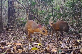 Video: Phát hiện loài Cheo cheo Lưng bạc, tưởng đã tuyệt chủng tại Việt Nam