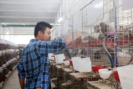 Du học ở Úc 4 năm, chàng trai về nước nuôi chim