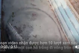 Video: Hổ trắng đi vòng tròn đến lõm cả đất vì bị nhốt