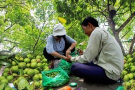 Thợ trèo sấu thu nhập hàng trăm triệu mỗi vụ