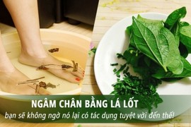 Lá lốt ngâm chân đau nhức đến mấy chỉ cần bôi vài lần là đỡ