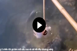 Video: Dùng 2 chiếc đùi gà làm mồi câu cua và cái kết