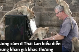 Video : Người đàn ông chơi piano cho hàng trăm con khỉ