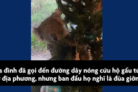 Video: Gấu túi lẻn vào núp trong cây thông Noel ở Australia