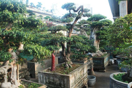 Khám phá cây hải châu bonsai có dáng thế độc đáo