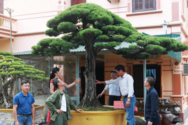 Bộ sưu tập siêu cây cảnh triệu đô của nữ đại gia Phú Thọ