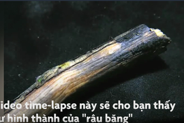 Video: Hiện tượng râu băng trên thân cây chết