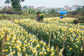 Làng hoa Hà Nội đang ngồi trên đống lửa vì dịch COVID-19