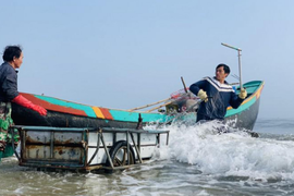 Mùa sứa biển, ngư dân kiếm tiền triệu mỗi ngày