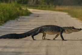 Cá sấu xuất hiện tràn lan ở bang Florida