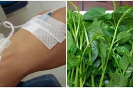 Hãy nhớ 7 đại kỵ khi ăn rau mồng tơi, coi chừng ngộ độc