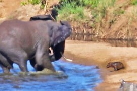 Video: Bị voi khổng lồ điên cuồng "giày xéo", hà mã con vẫn thoát chết