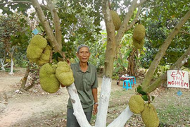 Bác nông dân Cần Thơ thu tiền tỷ từ loại mít kỳ lạ này