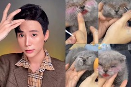 Lôi mèo ra makeup rồi gắn mi giả, một beauty blogger bị netizen "ném đá"