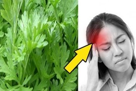 Bị đau đầu, cứ lấy nắm lá ngải cứu rang lên thêm vài hạt muối