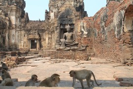 Lạ lùng khu tàn tích cổ trở thành thánh địa loài khỉ