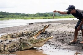 Tay không cho cá sấu ăn để mua vui cho du khách