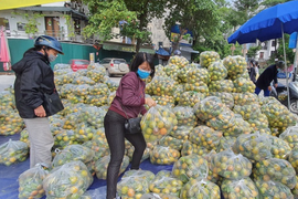 Cam lòng vàng giá siêu rẻ vẫn khó bán, nhà vườn loay hoay tìm đầu ra