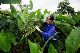 Nông dân ngoại thành Hà Nội hốt bạc nhờ trồng loại lá không thể thiếu dịp Tết