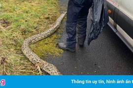 Điều tra vụ con trăn khổng lồ chết vì lạnh ở Scotland