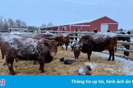 Trời lạnh, mất điện khiến gia súc ở Mỹ... rụng tai