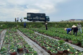 Loại cây quen thuộc đem trồng lên chậu, vài nghìn chậu cũng hết sạch