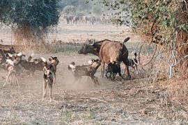 Đàn chó hoang đột kích bầy trâu rừng châu Phi và cái kết