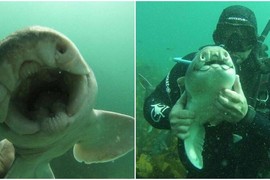 Chú "baby shark" khác lạ, quấn quít con người như tri kỷ 