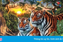 Câu đố đếm số con hổ trong bức tranh