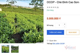 Năm triệu đồng/kg chè Thái Nguyên, hàng hiếm trên sàn online