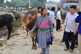 Hàng trăm thương lái đổ về “sàn giao dịch trâu” lớn nhất Tây Bắc