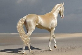 Akhal-Teke: Giống ngựa đẹp mã nhất trên hành tinh