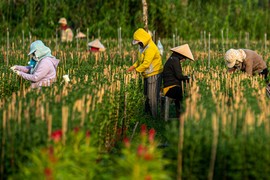 Hàng trăm nghìn gốc hoa ở TPHCM sẵn sàng đón Tết