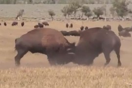 Video: Màn húc nhau kịch tính giữa 2 con bò rừng bison